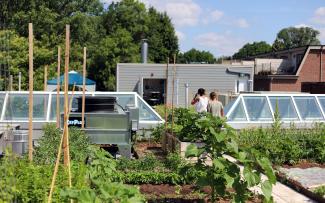 Vegetable garden on a roof surrounded by buildings